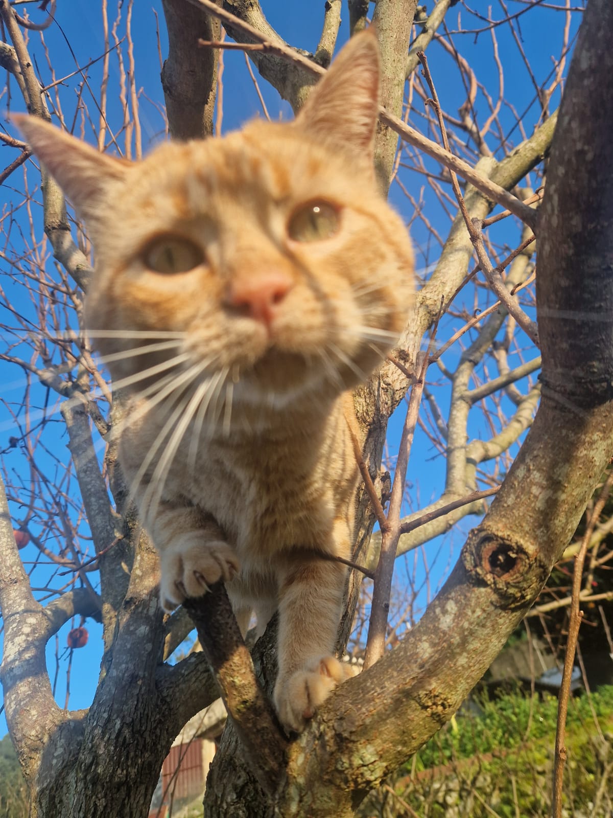 Avatar de Sisco Xavier