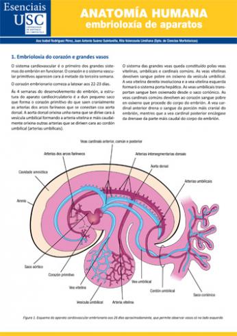 ANATOMÍA HUMANA: EMBRIOLOXÍA DE APARATOS